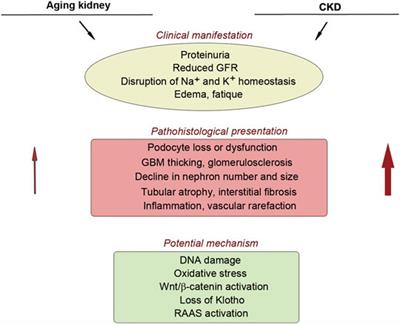 Cellular Senescence in Kidney Fibrosis: Pathologic Significance and Therapeutic Strategies